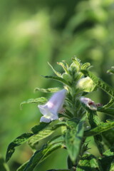 ゴマの畑　胡麻の花