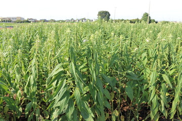 ゴマの畑　胡麻の花
