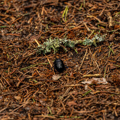 Small black insects on forest road.