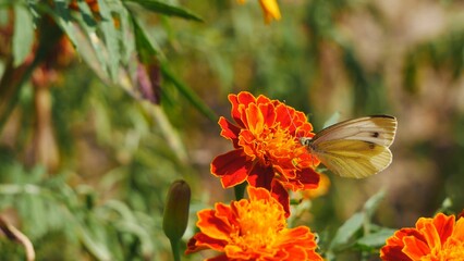 Butterfly cabbage on a marigold flower eats nectar.