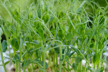 sprouts of peas