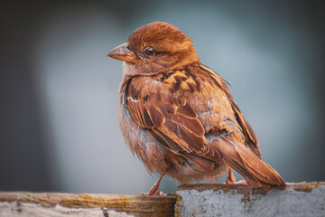 Spatz auf dem Holzzaun