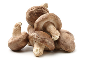 Shiitake mushroom on the White background 