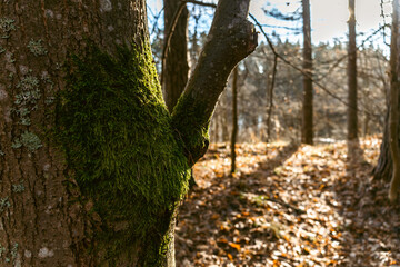 Green moss grows on a tree, the back background is full of fallen leaves