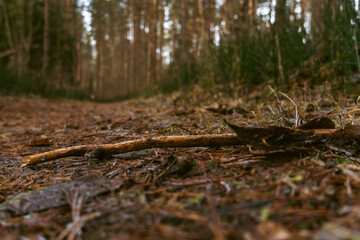 Small stick lying on a forest road, for people and bikers.