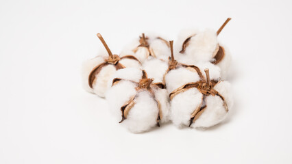 綿の実　わた　ドライフラワー　コットン