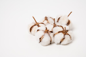 綿の実　わた　ドライフラワー　コットン