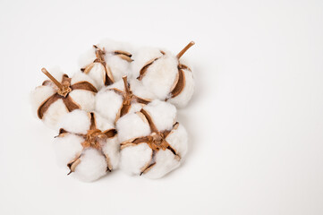 綿の実　わた　ドライフラワー　コットン