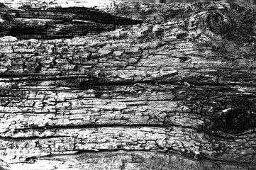 Obraz premium Wood, Structure, Black-and-white
