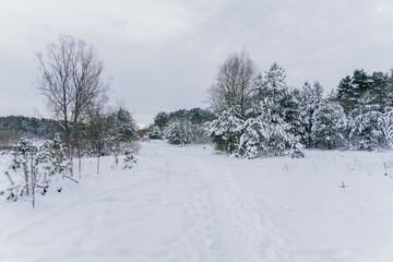Fototapeta na wymiar Snowy Valmiera forest in winter.