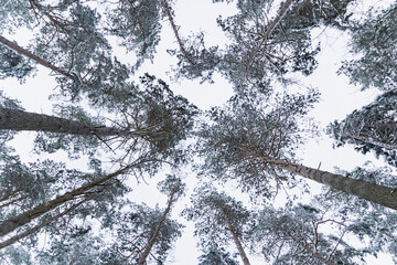 Looking up at pine trees. Winter time in Europe.