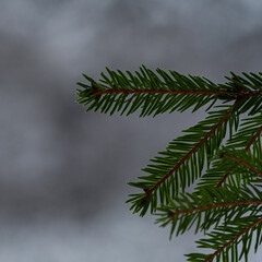 Close up of the spruce tree in the wintertime. Blurry background.