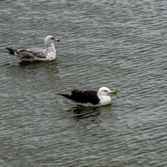 Seagulls chilling in the water.