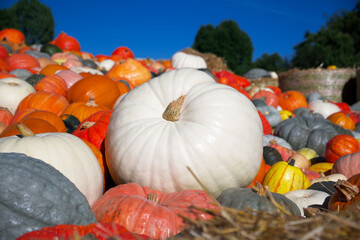 a large white pumpkin against the background of bright multi-colored pumpkins in clear sunny weather