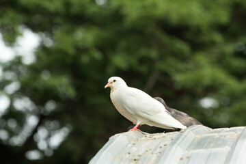 Pigeon in the neighborhood, a flock of pigeons sitting on a rooftop.
