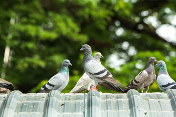 Pigeon in the neighborhood, a flock of pigeons sitting on a rooftop.