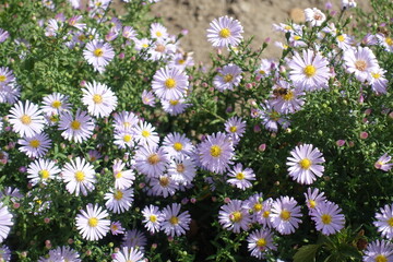 Pale pink flowers of Michaelmas daisies with bee  in September