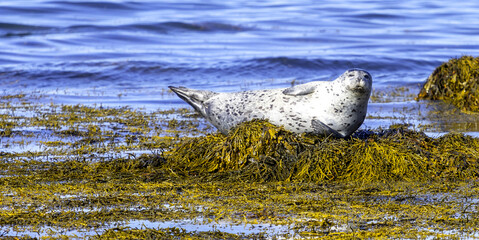 seal on the rocks, Ytri Tunga beach, Iceland