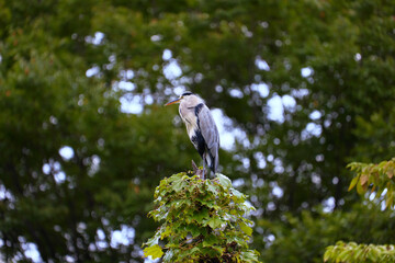 東京都／公園／アオサギ