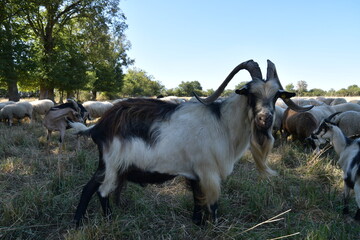 Un bouc dans une exploitation agricole française