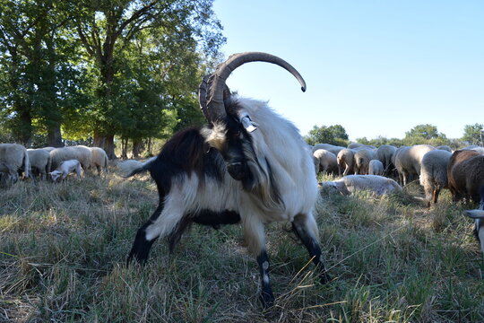 Un bouc dans une exploitation agricole fran&ccedil;aise
