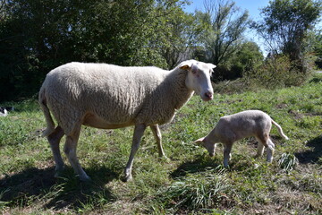 un mouton et son agneau dans la campagne française