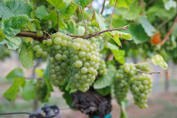Grapes in the vineyard
