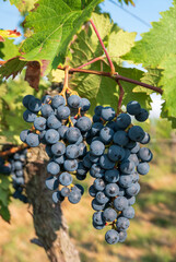 Fototapeta premium Grapes in the vineyard