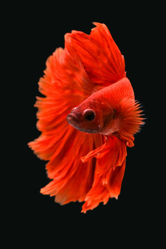 Red Beta Fish