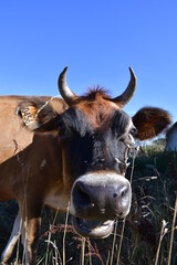 Des vaches dans un pré d'une exploitation agricole française