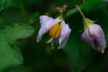 東京港区南青山2丁目のワルナスビ