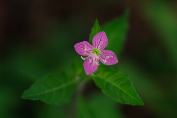 東京港区南青山2丁目の夕化粧