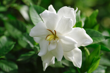 9月に咲くクチナシの花