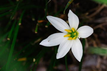 東京港区南青山2丁目のタマスダレ