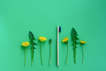 Row of yellow dandelion flowers and bamboo toothbrusch ongreen background with copy space. Eco...
