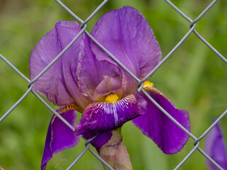 Iris violette derrière son grillage