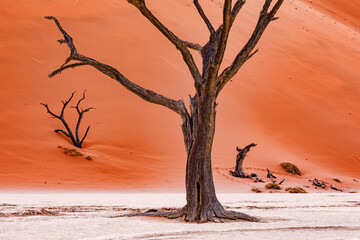A dead tree in the Namibian Dead Vlei is natural art in the salt pan of the red desert