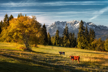 Autumn in the Tatra Mountains. Cows are grazing on the meadow - switch over Łapszanka, with a view of the mountains. Colors and colors of fall
 - obrazy, fototapety, plakaty