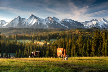 Autumn in the Tatra Mountains. Cows are grazing on the meadow - switch over Łapszanka, with a view...