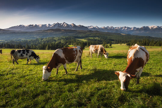 Autumn in the Tatra Mountains. Cows are grazing on the meadow - switch over Łapszanka, with a view of the mountains. Colors and colors of fall
