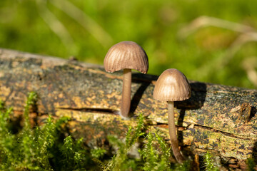 Tintlinge Coprinus sensu lato im Wald © Animaflora PicsStock