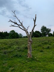 Fototapeta na wymiar Dead Tree, Burrington, North Somerset