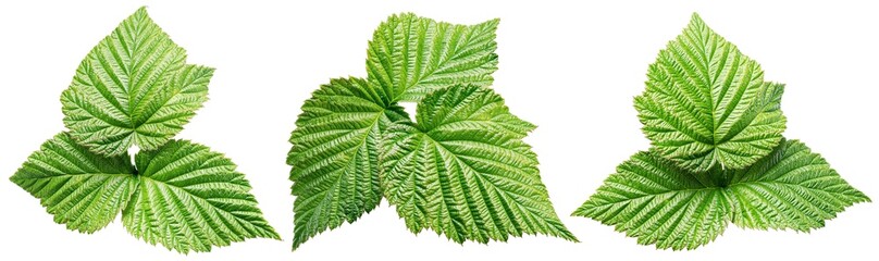 Set of raspberry green leaves isolated on white background with clipping path.