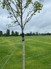 Garter of young trees. Strengthening a young tree with ropes. Garter a young tree with twine to protect against uprooting. Ecology, forest, urban plantations. vertical photo