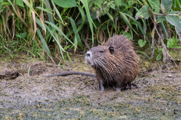 Myocastor coypus - Coypu - Ragondin
