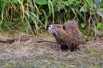 Myocastor coypus - Coypu - Ragondin