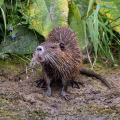 Myocastor coypus - Coypu - Ragondin