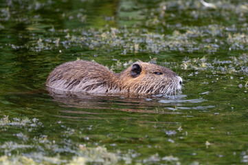 Myocastor coypus - Coypu - Ragondin