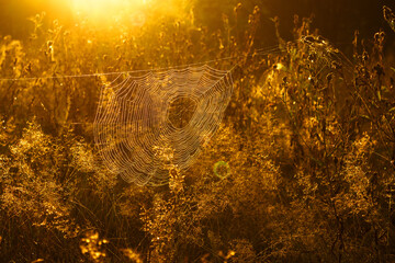 Cobwebs on the grass, in the rays of the morning sun. Close-up.