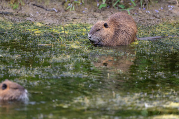 Myocastor coypus - Coypu - Ragondin